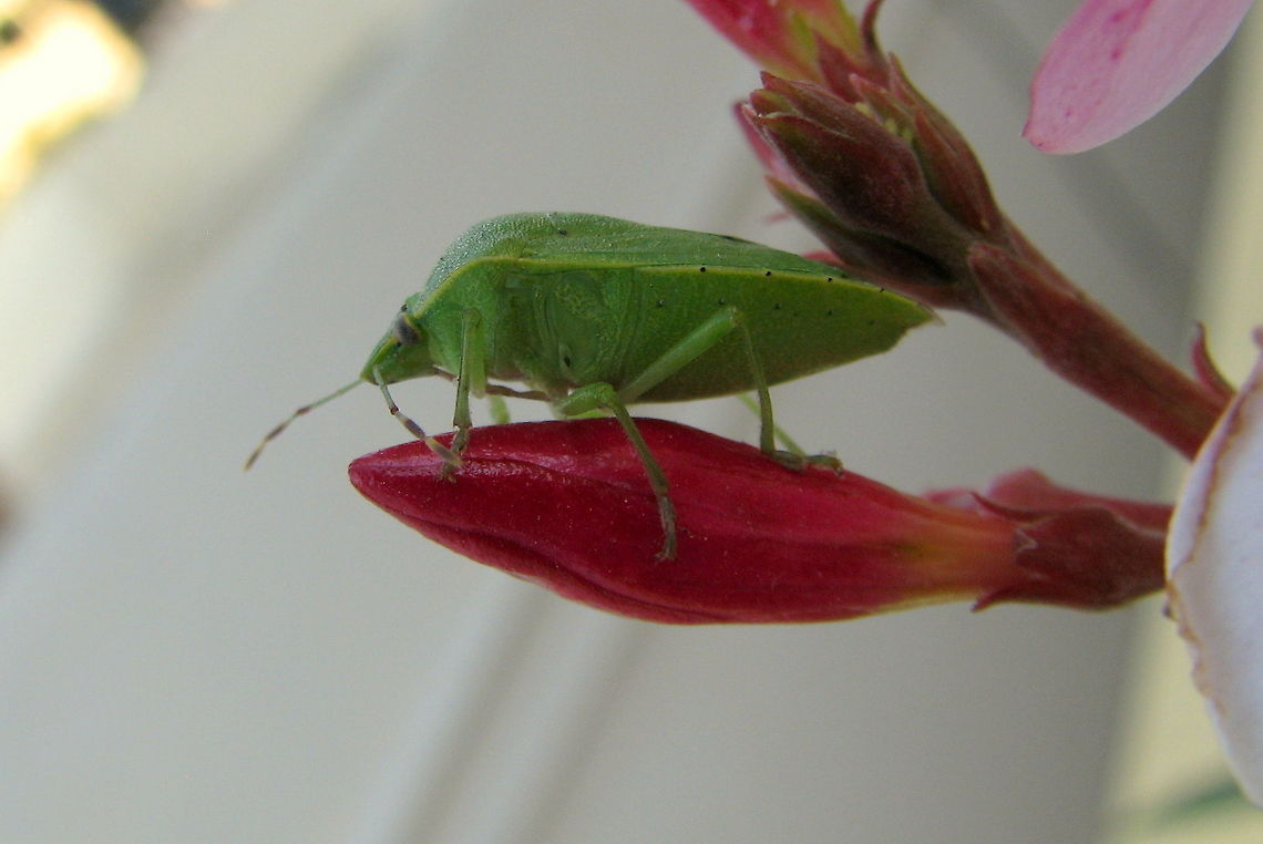 Green_Stink_Bug Tried many trial snaps, but in vain couldn't make its eyes clearer more than this. Geotagged,Heteroptera,India,Nezara,Nezara viridula,Nezara viridula f. smaragdula,Pentatomidae,Pentatominae,Pentatomini,Southern green stink bug