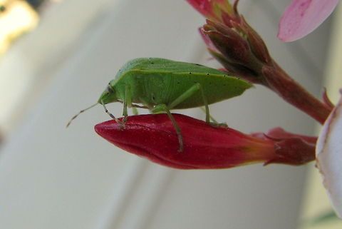 Green_Stink_Bug Tried many trial snaps, but in vain couldn't make its eyes clearer more than this. Geotagged,Heteroptera,India,Nezara,Nezara viridula,Nezara viridula f. smaragdula,Pentatomidae,Pentatominae,Pentatomini,Southern green stink bug