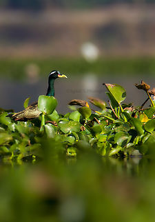 Bronze Winged Jacana Actually it's a wader, usually found near lakes and ponds, walking on the vegetation grown on water bodies. Feeds on insects and small fishes. Not a colonial dweller. Builds it's nest on the vegetation of waterbodies. Usually nurtures it's babies carrying them under its wings. Sometimes it's so confusing that it appears like the bird has many legs.  #jacana #bronzewingedjacana,Geotagged,India,Metopidius indicus,Spring,bronze Winged Jacana