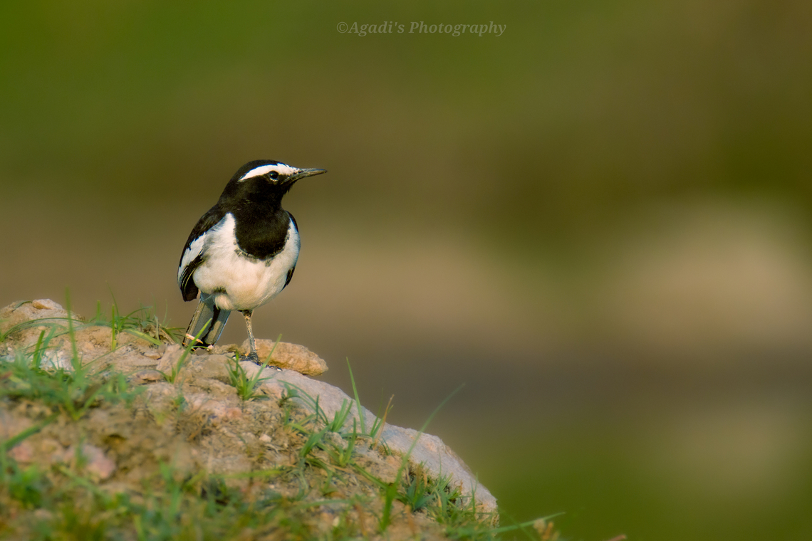 White Browed Wagtail A Common species in vicinity of human habitats. it feeds on small insects. Usually found near water bodies. as the name suggests Wagtail, it keeps on swaying it&#039;s tail in vertical ways. There are about 4-6 species of Wagtail found in India.  #wagtails,Geotagged,India,Motacilla maderaspatensis,White-browed Wagtail,Winter