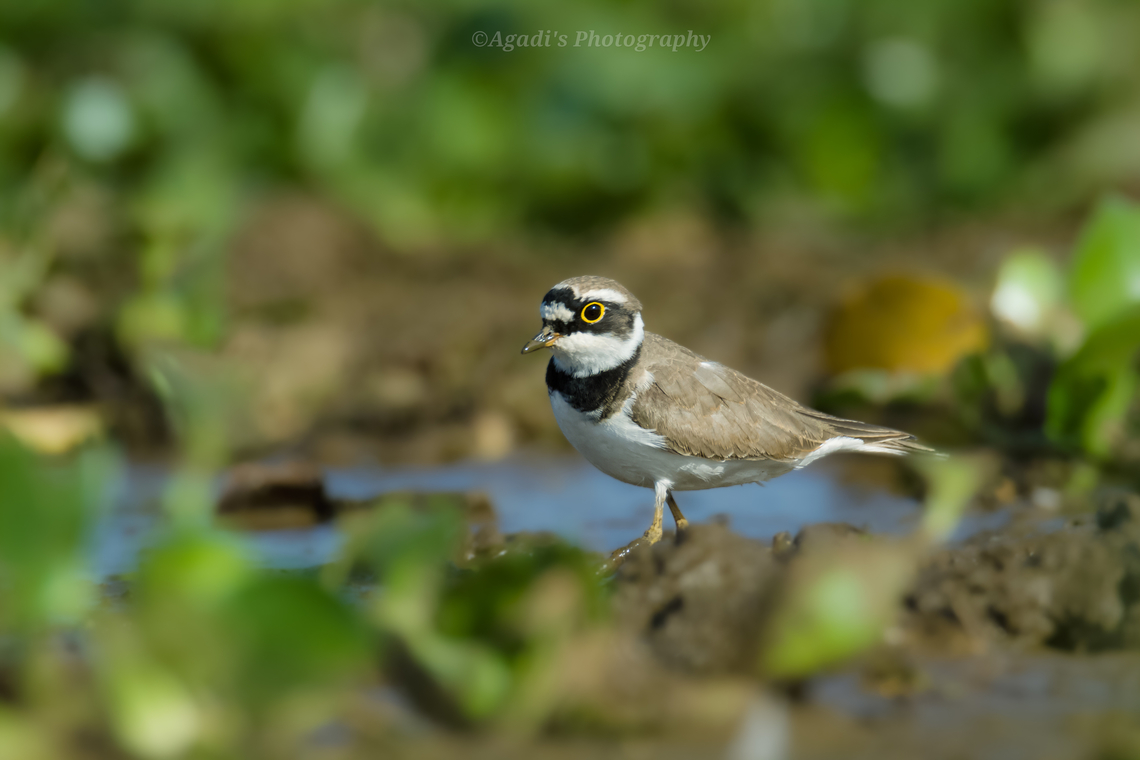 Little Ringed Plover A small &amp; cute bird in waders category. Feeds on insects on the shores. Very Active bird. It&#039;s unique golden ring around the eyes makes it more attractive. Charadrius dubius,Geotagged,India,Little Ringed Plover,Spring
