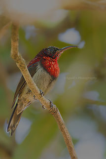 Vigor's Sunbird  Aethopyga vigorsii,Geotagged,India,Vigorss sunbird,Winter