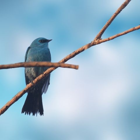 Verdicter Flycatcher  Eumyias thalassinus,Geotagged,India,Verditer flycatcher