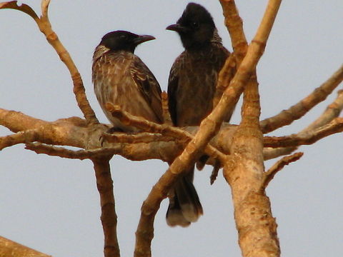 Red Vented Bulbul Couple This was the First that I spotted this couple together. As usual we get to see many bubul species, individually but this was a special occasion. Geotagged,India,Pycnonotus cafer,Red-vented Bulbul