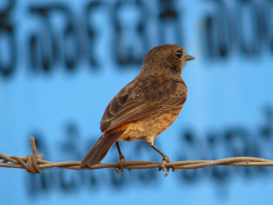 Brown Fly Catcher  Asian Brown Flycatcher,Geotagged,India,Muscicapa latirostris,Pied bush chat,Saxicola caprata