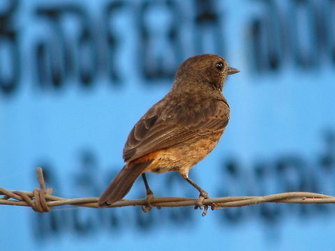 Brown Fly Catcher  Asian Brown Flycatcher,Geotagged,India,Muscicapa latirostris,Pied bush chat,Saxicola caprata