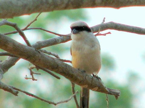 The Long tailed shrike  Geotagged,India,Lanius schach,Lesser,Long-tailed Shrike