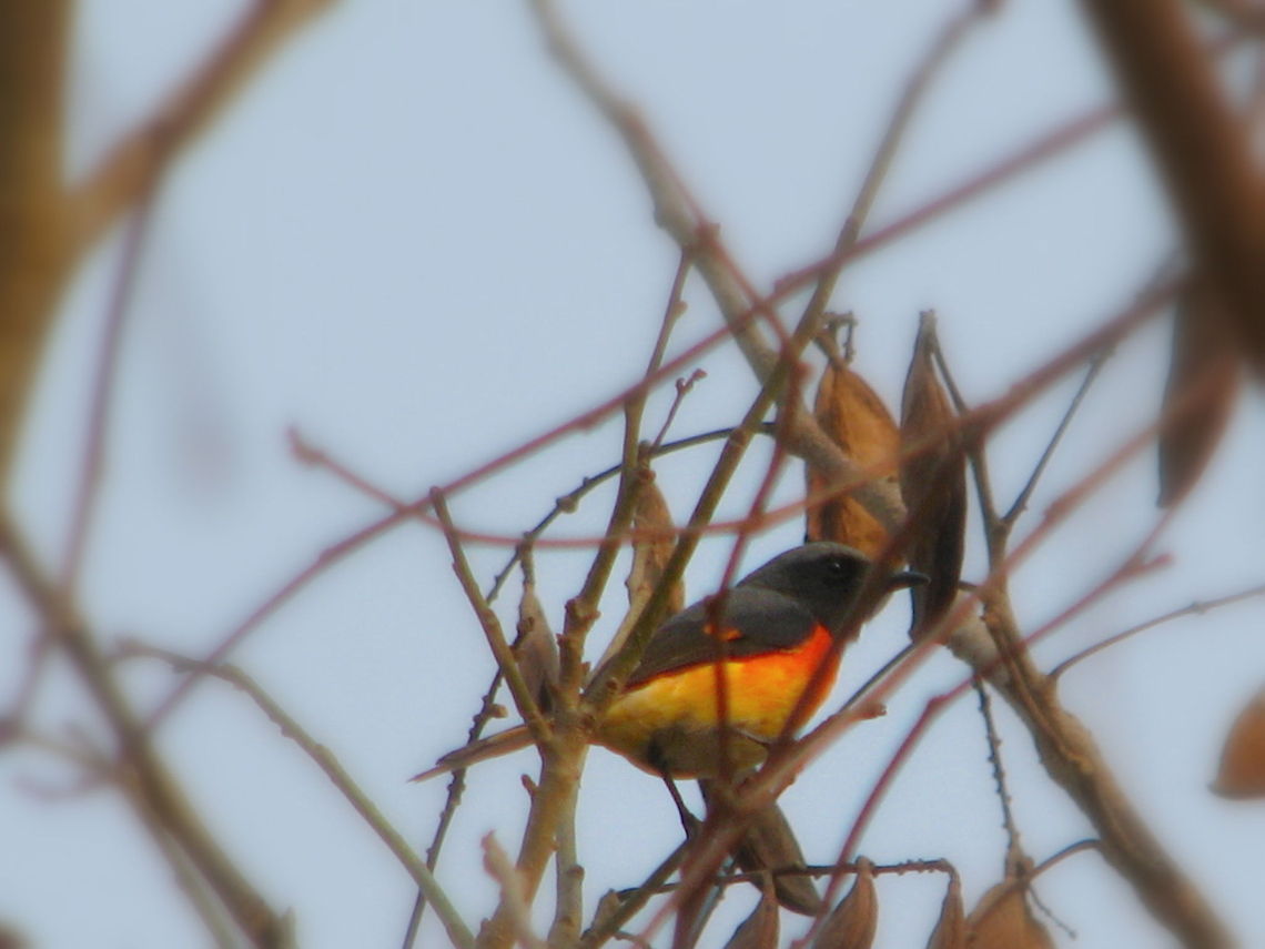 Scarlet Minivet  Geotagged,India,Pericrocotus cinnamomeus,Pericrocotus speciosus,Scarlet Minivet,Small Minivet
