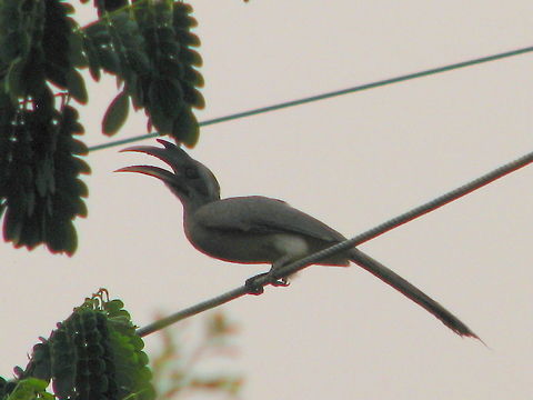 The Indian Grey Hornbill  Geotagged,India,Indian Grey Hornbill,Ocyceros birostris
