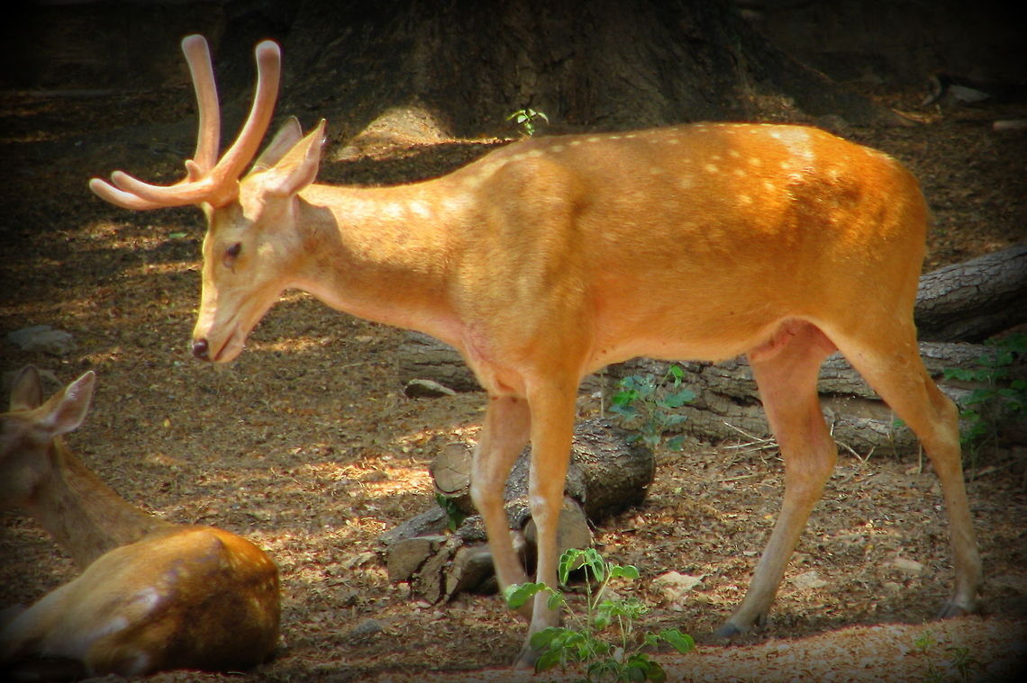 Spotted_deer  Axis axis,Chital,Geotagged,India