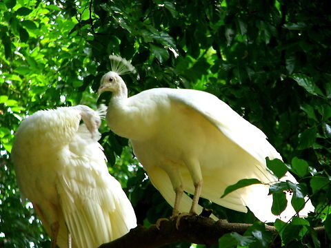 White_peacock White peacocks are not albinos; they have a genetic mutation that is known as Leucism, which causes the lack of pigments in the plumage. Albino animals and birds have a complete lack of color and red or pink eyes while White peafowl have blue eyes. The white color appears in other domestically bred peafowl but in different quantities. Chicks are born yellow and become white as they mature, according to the Peafowl Varieties Database. Indian peafowl of all colors, including white, have pink skin. Anartia jatrophae,Geotagged,India,Indian Peafowl,Pavo cristatus,White Peacock