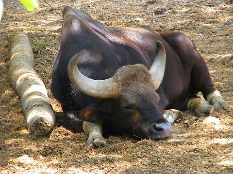 Gaur  Bos gaurus,Gaur