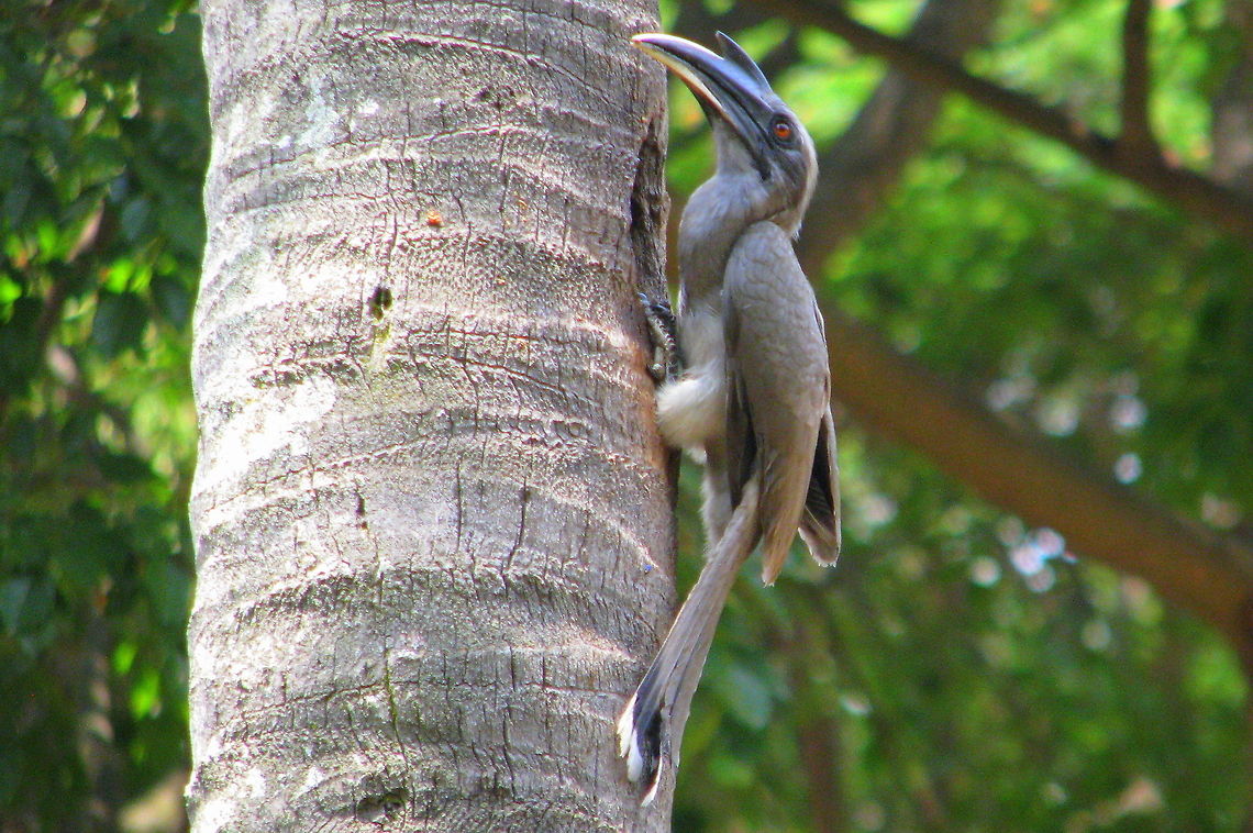 Indian Grey Hornbill  Geotagged,India,Indian Grey Hornbill,Ocyceros birostris
