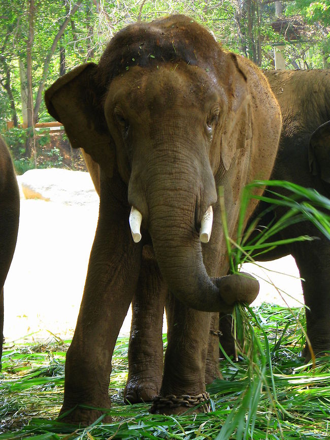 Indian Elephant having its lunch in Chamarajendra Zoological Park , Mysore  Elephas maximus indicus,Geotagged,India,Indian Elephant