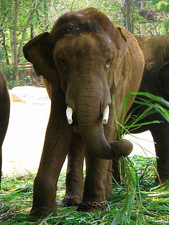 Indian Elephant having its lunch in Chamarajendra Zoological Park , Mysore  Elephas maximus indicus,Geotagged,India,Indian Elephant