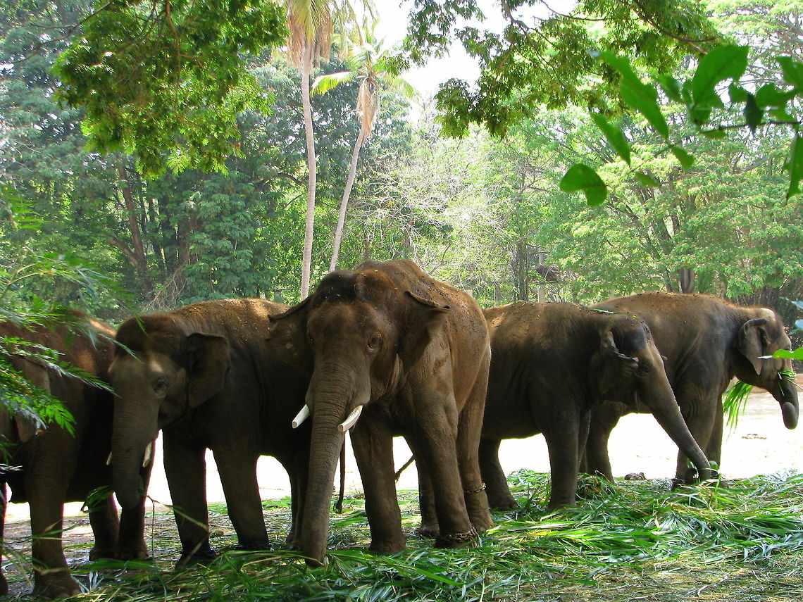 Herd of Indian Elephant  Elephas maximus indicus,Geotagged,India,Indian Elephant