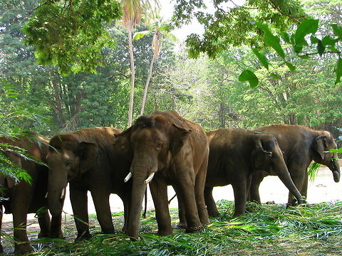 Herd of Indian Elephant  Elephas maximus indicus,Geotagged,India,Indian Elephant
