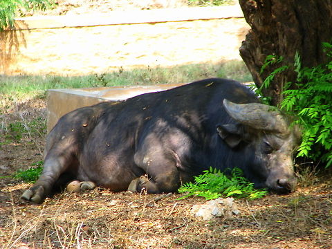 African Buffalo  African buffalo,Geotagged,India,Syncerus caffer