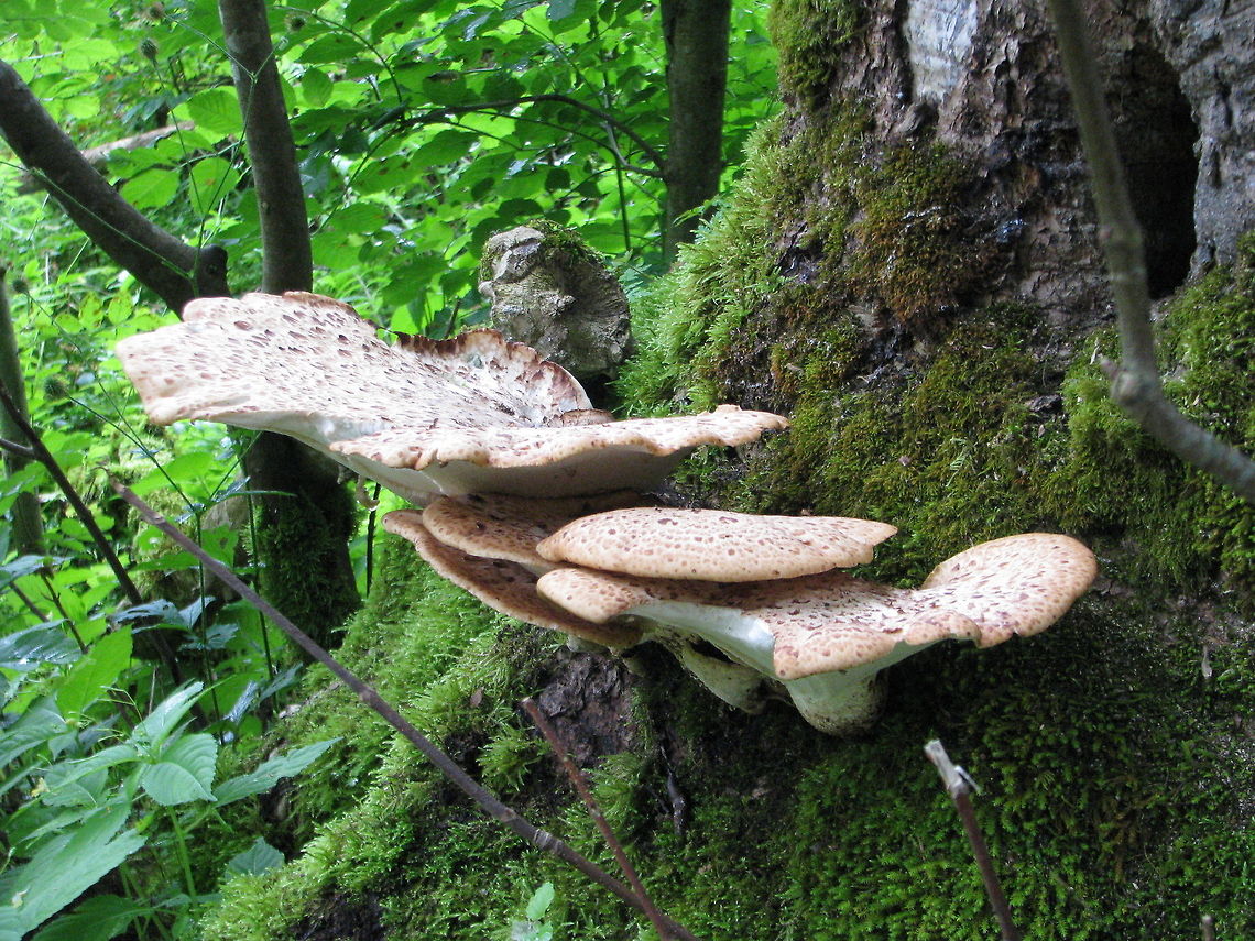 Large white mushrooms  Geotagged,Germany