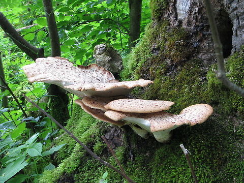 Large white mushrooms  Geotagged,Germany