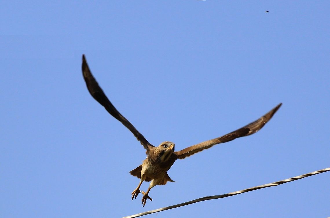 Kite in Flight I was on my way to Magadi Bird Sanctuary just then I noticed this kite, as soon as raised my camera to capture this it flew, in a hurry I managed to get this Snap. Instrument Cannon EOS600D 250mm telescopic lens. I'm yet to investigate the actual species. Butastur teesa,Geotagged,India,White-eyed buzzard