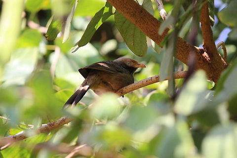 Jungle Babbler  Geotagged,India,Jungle Babbler,Turdoides affinis,Turdoides striata,Winter,Yellow-billed Babbler