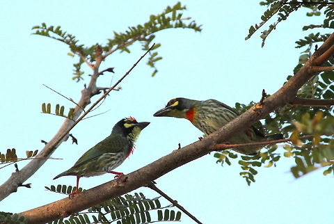 Coppersmith barbets in discussion  Coppersmith Barbet,Geotagged,India,Megalaima haemacephala