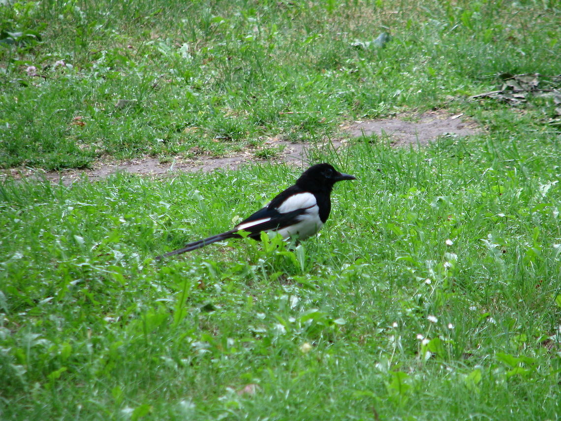 European Magpie Cannon Powershot S5 IS<br />
Semi SLR European Magpie,Geotagged,Germany,Pica pica