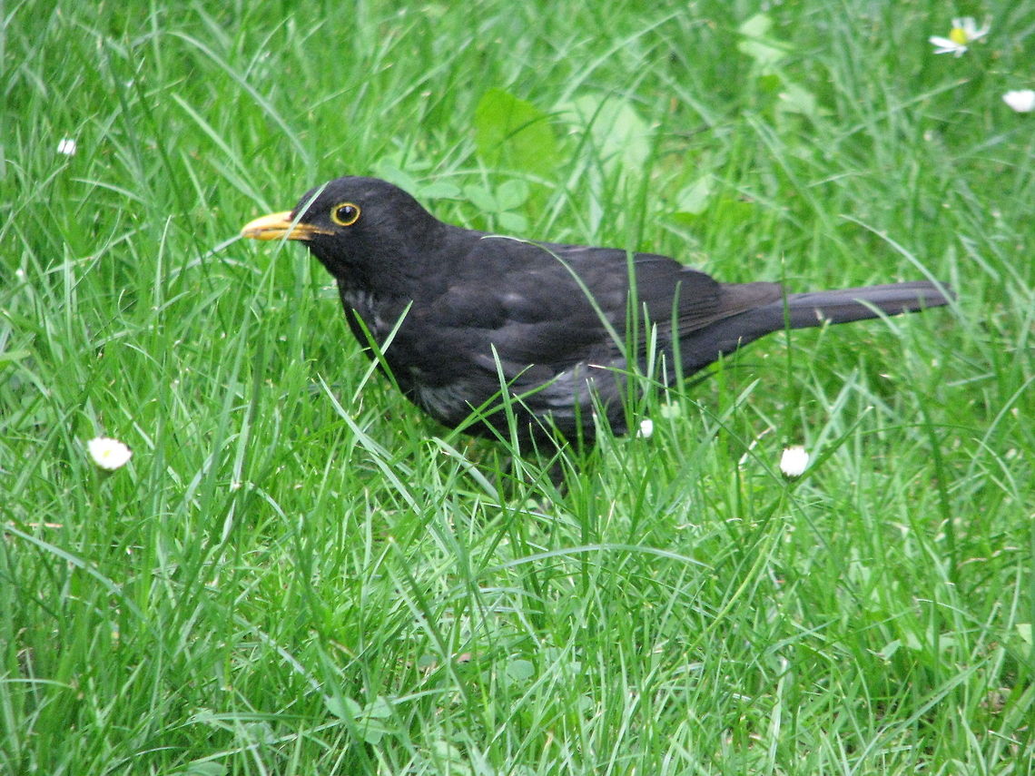 Black Bird I don't know its exact species name. I hope this is very common bird in Germany, since i got to see them very often in garden and everywhere throughout germany. Common Blackbird,Geotagged,Germany,Turdus merula