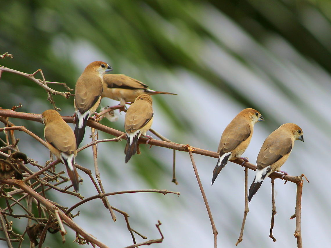 Silver Billed Munia During my recent trip to my home town I noticed these group of birds busy in gathering seeds from the farm, and few were relaxing on the Cotton Plant dried Sticks. They were nearly 50+ birds in that group. It is like a treat to see these in such a large group for the first time. Geotagged,India,Indian Silverbill,Lonchura malabarica,Spring