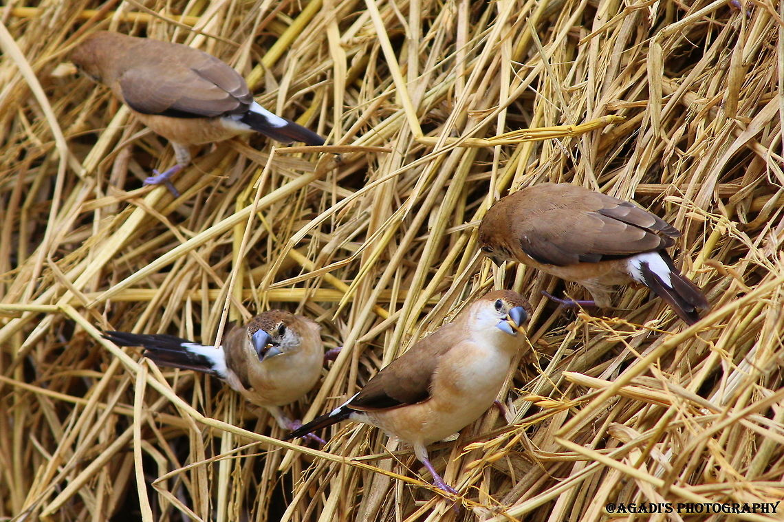 Silver Billed Munia Munia picking Wheat seeds Geotagged,India,Indian Silverbill,Lonchura malabarica,Spring
