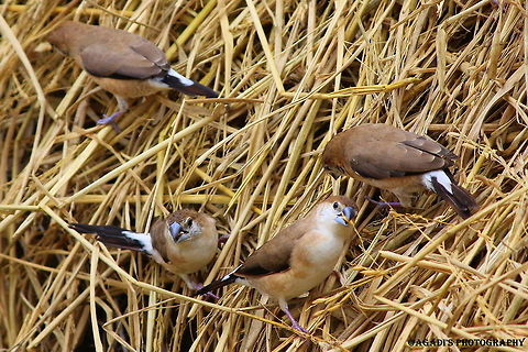 Silver Billed Munia Munia picking Wheat seeds Geotagged,India,Indian Silverbill,Lonchura malabarica,Spring