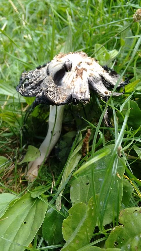 Mushroom Characteristics : white on upper part, black at the beneath, and the stalk is white colored, all please help to recognise the species. Fall,Geotagged,Germany
