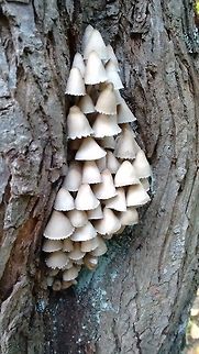 Mushrooms on the bark of tree. Hello to identify the species please.. Fall,Geotagged,Germany