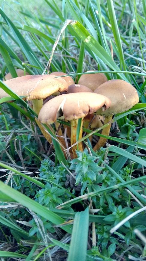 Orange Mushrooms Just one day back these were bright orange colored, since it was already dark and my batteries were down, I could not take the snaps. Please help to identify.  Fall,Geotagged,Germany
