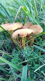Orange Mushrooms Just one day back these were bright orange colored, since it was already dark and my batteries were down, I could not take the snaps. Please help to identify.  Fall,Geotagged,Germany
