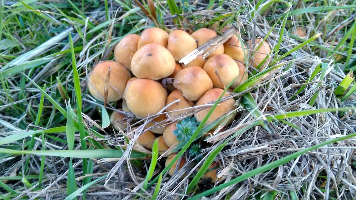 Mushrooms buds  Fall,Geotagged,Germany