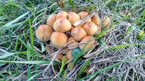 Mushrooms buds  Fall,Geotagged,Germany