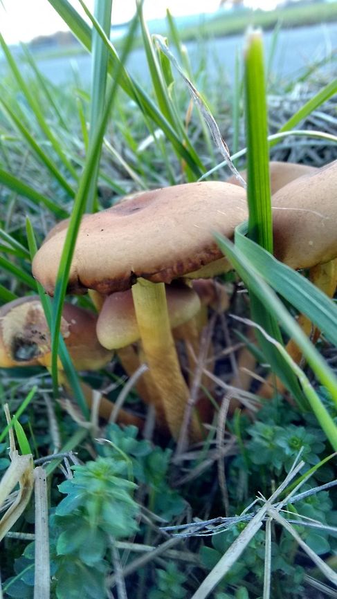 Mushrooms Sorry for the poor light, this was taken in evening shades. Fall,Geotagged,Germany