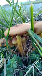 Mushrooms Sorry for the poor light, this was taken in evening shades. Fall,Geotagged,Germany