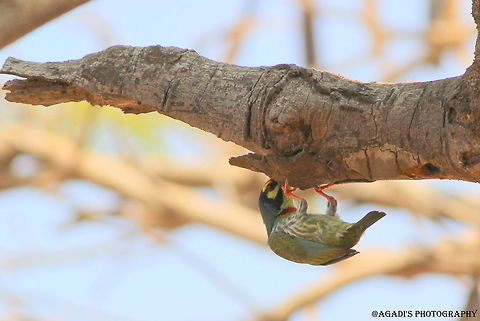 Barbet  Coppersmith Barbet,Geotagged,India,Megalaima haemacephala,Winter