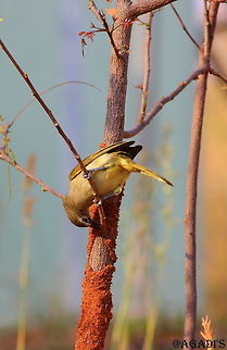 White Browed Bulbul This Bubul was feeding on the Termites on the tree. I was lucky enough to capture this behavior. Geotagged,India,Pycnonotus luteolus,Winter,white browed bulbul