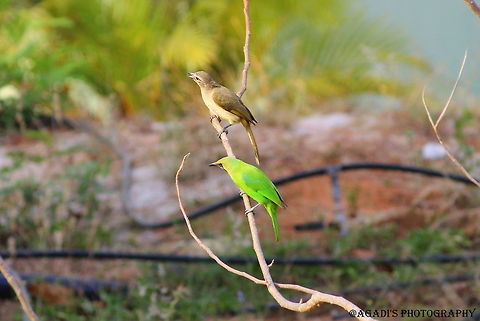 White Browed Bulbul and Green Leaf Bird A rare combination for me that I spotted these birds on a tree near Pyramid Valley International on Kanakapura Road outskirts of Bangalore Chloropsis jerdoni,Jerdons Leafbird