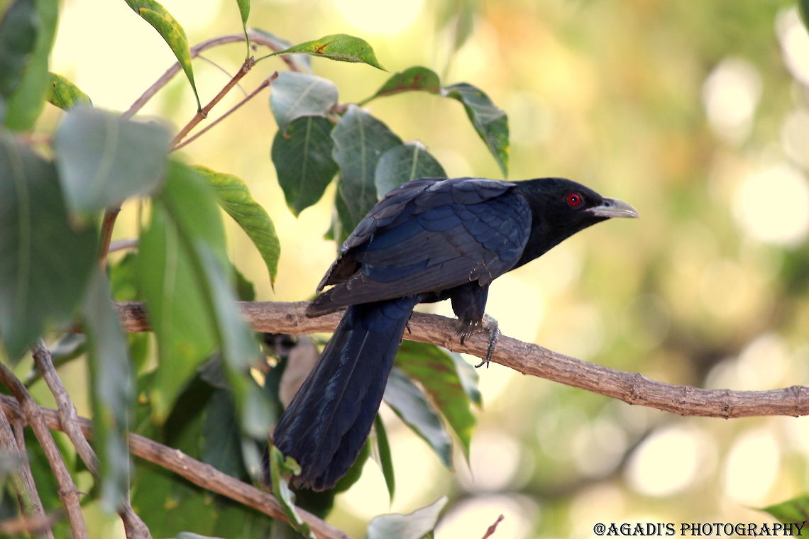 Male Koel  Asian koel,Eudynamys scolopaceus,Geotagged,India,Winter