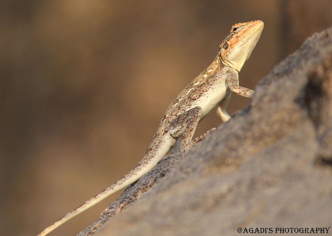 Lizard Please help to identify the species. Geotagged,India,Peninsular rock agama,Psammophilus dorsalis,Winter