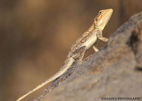 Lizard Please help to identify the species. Geotagged,India,Peninsular rock agama,Psammophilus dorsalis,Winter