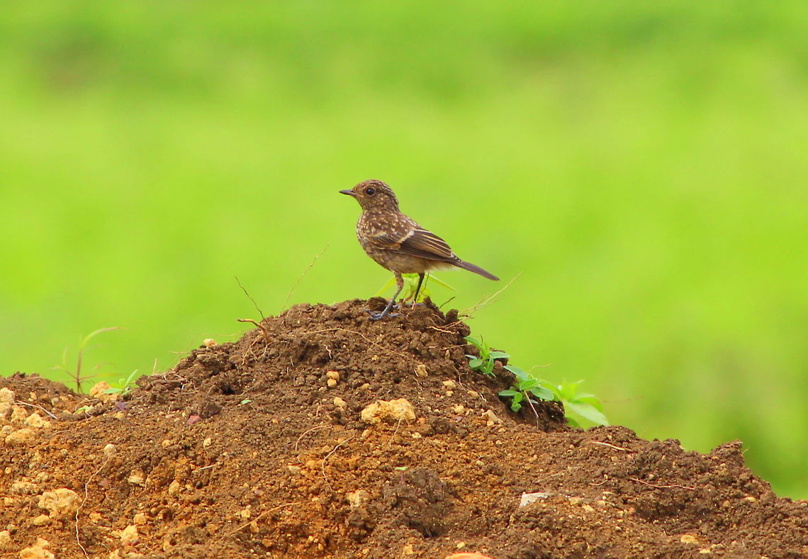 Pied Bush chat  Geotagged,India,Pied bush chat,Saxicola caprata,Summer