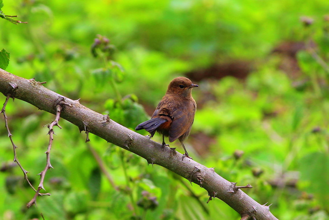 Indian Robin - Female  Geotagged,India,Indian Robin,Saxicoloides fulicatus,Summer
