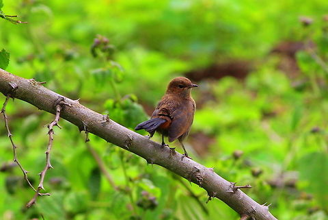 Indian Robin - Female  Geotagged,India,Indian Robin,Saxicoloides fulicatus,Summer