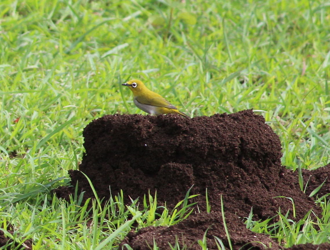 White eye oriental There were a group of these species feeding on ants. Geotagged,India,Oriental White-eye,Summer,Zosterops palpebrosus